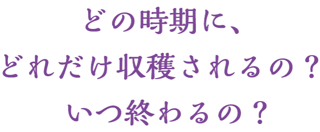 どの時期に、どれだけ収穫されるの？いつ終わるの？